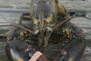 When Does a Lobster Molt? Our Everyday Life