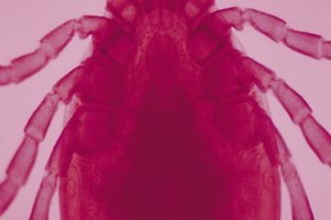 ¿Cuál es la cura para la enfermedad de Lyme?