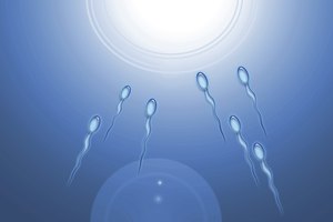 ¿Qué alimentos aumentan la cantidad de espermatozoides?