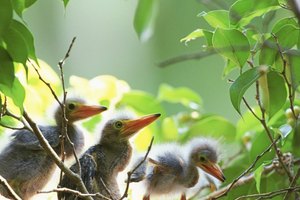 Enfermedades transmitidas por el excremento de las aves domésticas