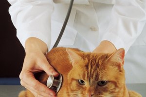 Tratamiento para el prolapso anal de un gato