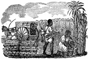 facts about the brookes slave ship