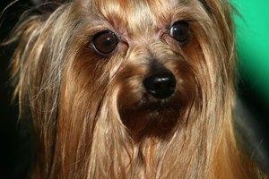 Los síntomas de embarazo de un Yorkie 