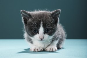 Cómo deshacerse de los parásitos en los gatos