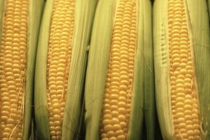 ¿Cuántas calorías tiene una mazorca de maíz?