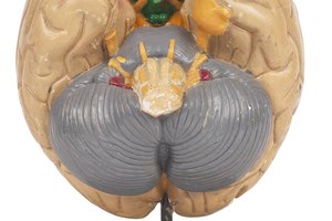 ¿Qué partes del cerebro son afectadas por el alcohol?