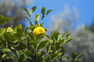 Formas de utilizar las hojas de limón