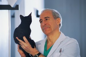 La piel de mi gato está roja, con costras y está perdiendo pelo