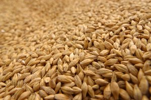 Diferencia entre el salvado de trigo y el germen de trigo