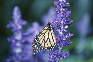 ¿Cuáles son los beneficios del jabón de lavanda?