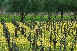 Los beneficios del aceite de semilla de uva en la piel y las pestañas