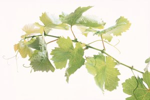 Cómo hacer té de cilantro