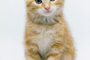 Trastornos neurológicos felinos