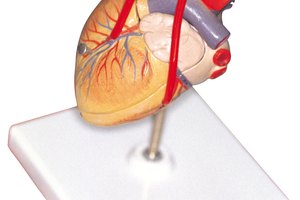 ¿Están relacionados el sodio y el potasio con la contracción del corazón?
