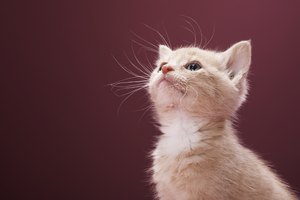 Remedio casero para los ácaros del oído en los gatos