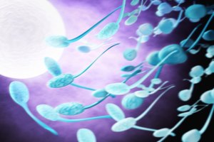 Cuánto tiempo permanecen los espermatozoides en el cuerpo de una mujer