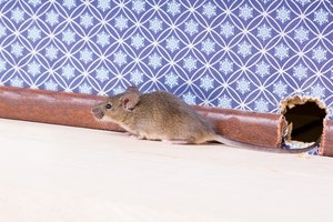 Los peligros del excremento de ratón