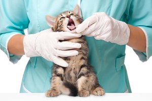 Dosis de amoxicilina para gatos
