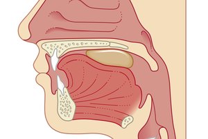 ¿Cuál es la función de la epiglotis? 
