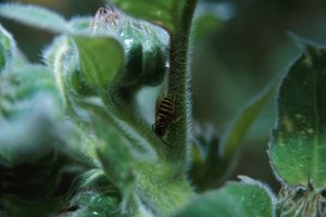 Cómo tratar una picadura de abeja que está hinchada y pica