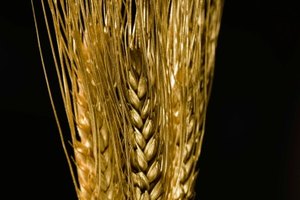 ¿Cuáles son los beneficios del germen de trigo tostado?