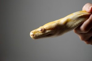¿Cada cuánto tiempo muda una serpiente?