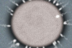 Diferencias en la formación de espermatozoides y óvulos