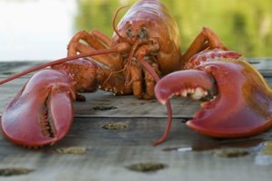 How Often Do Lobsters Shed Their Exoskeletons? Our 