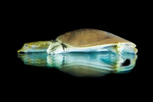 ¿Cuáles son los beneficios de la salud de comer tortugas de caparazón blando?