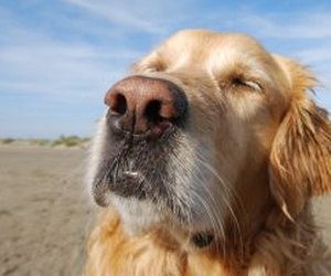 How To Get Rid Of Dog Allergies Forever How To Get Rid Of Dog Allergies Forever