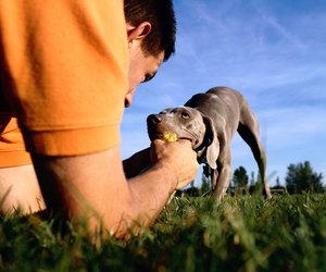 dog puppy baseboard chewing trim prevent lived tame wild trying attack stop