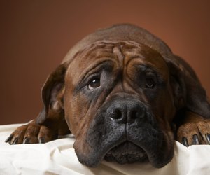 Signs &amp; Symptoms of Intestinal Blockage in a Dog | Dog ...