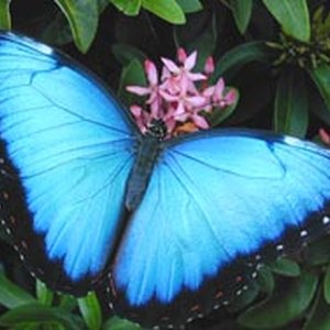 How to Find Coupons for the Butterfly House in St. Louis