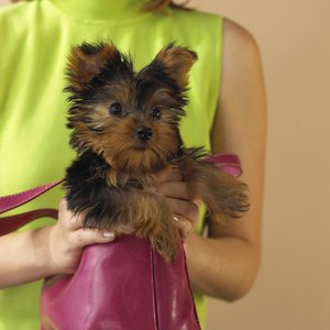 Visit Petfinder.org and enter Yorkshire Terrier into the search engine to find Yorkies in your area.