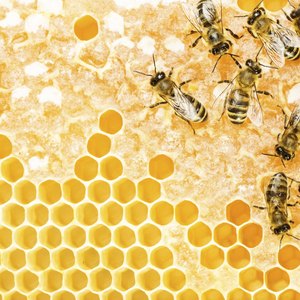 如何制作蜜蜂花粉面霜