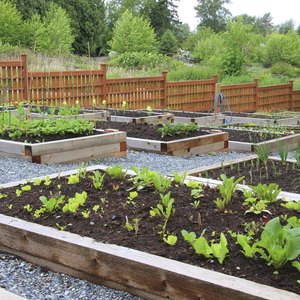 Raised vegetable beds in a community garden.
