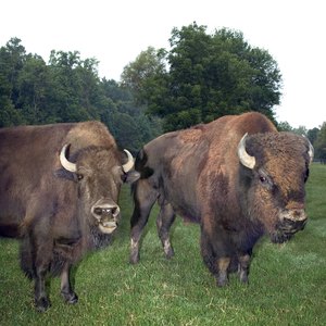 Tax Breaks for Raising Bison