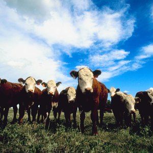 Ways to Invest in Beef Futures