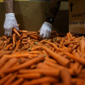 Volunteers sort carrots at a food bank.