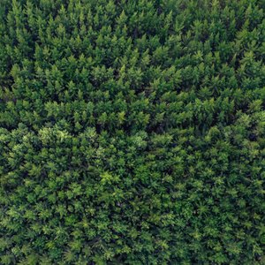 Tax Write-Offs for a Tree Farm