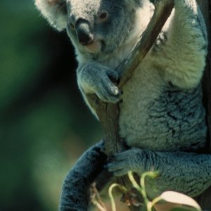 How to Trade Australian Stocks