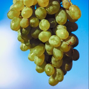 Grants for Grapes