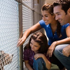 Pros & Cons of Animal Shelters