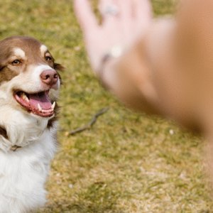 Financial Aid to Become a Dog Trainer