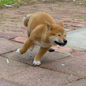 Lol Youre Not Ready For How Perfect These Shiba Inus Are