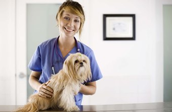 Veterinarian,veterinarian near me,veterinarian salary,how much do veterinarians make,emergency veterinarian