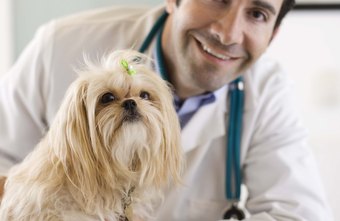 Veterinarian,veterinarian near me,veterinarian salary,how much do veterinarians make,emergency veterinarian