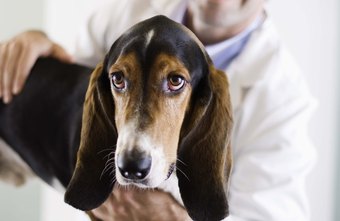 how much money does a veterinarian make every hour