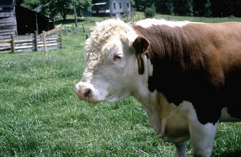 Information On Starting A Small Beef Cattle Ranch Chron Com