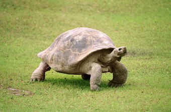 How to Do Tortoise Breathing Exercises | Chron.com